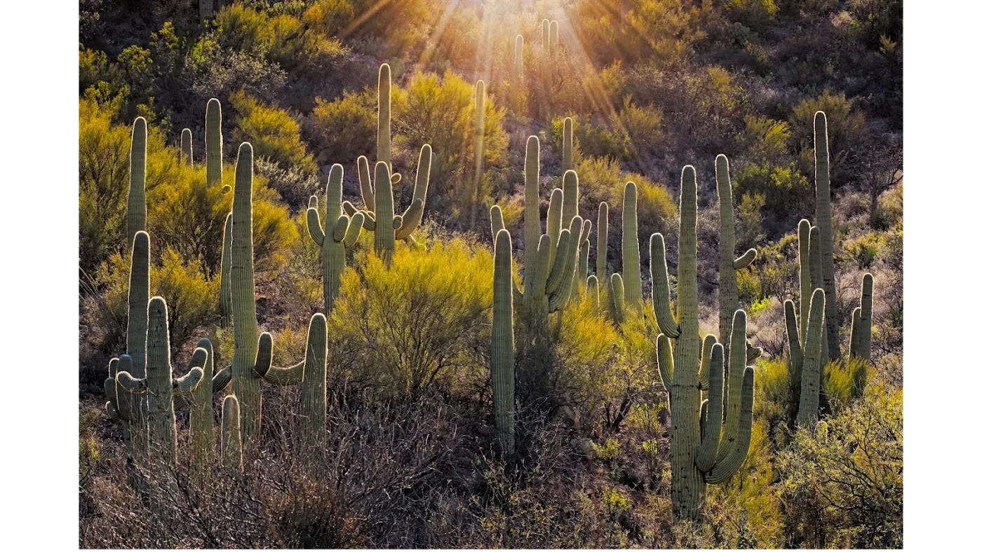 Colossal Cave Mountain Park