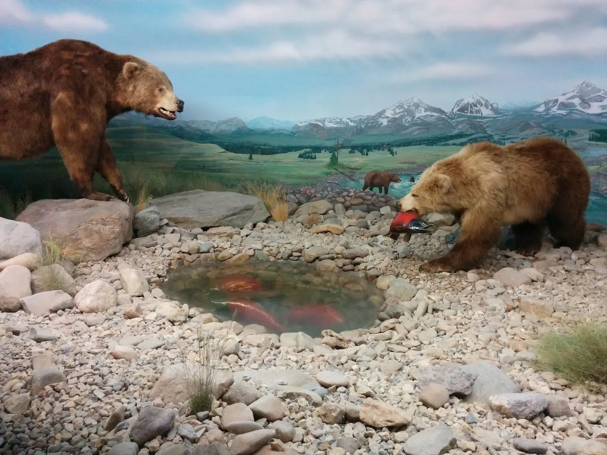 International Wildlife Museum