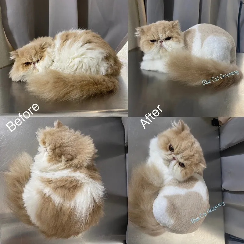 Blue Cat Grooming LLC