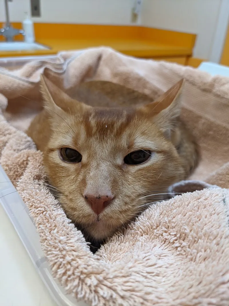 Cat Hospital of Tucson