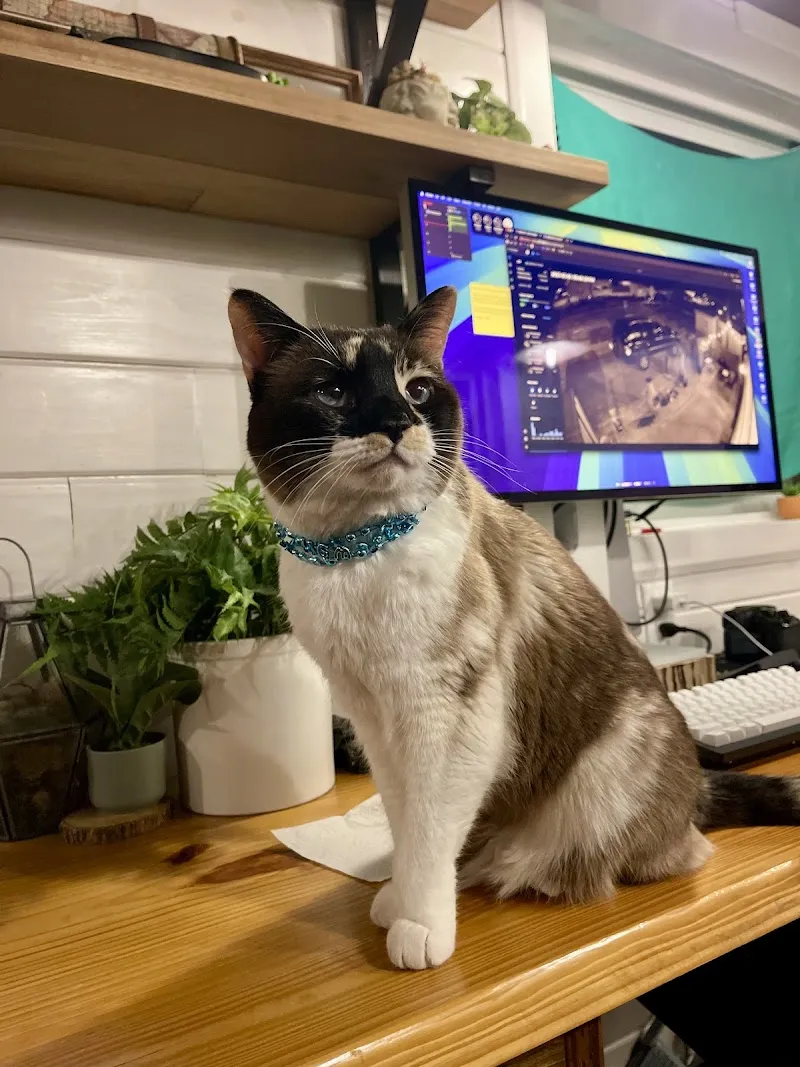 Feline Limited Cat Clinic