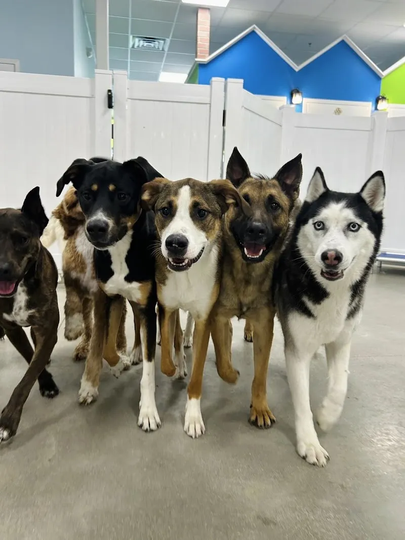 Hounds Town - Tucson - Marana