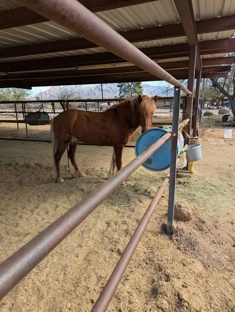 Silverbell Boarding Stables