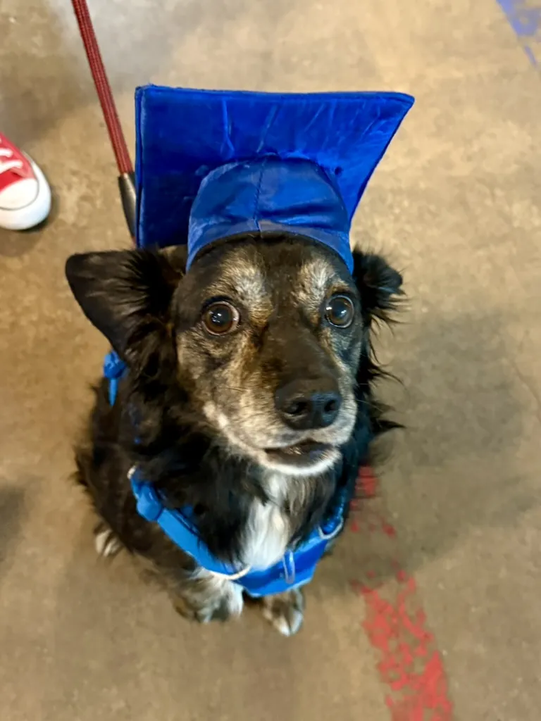 The Complete Canine