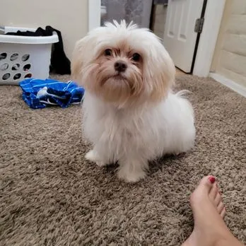Top Paw Grooming LLC